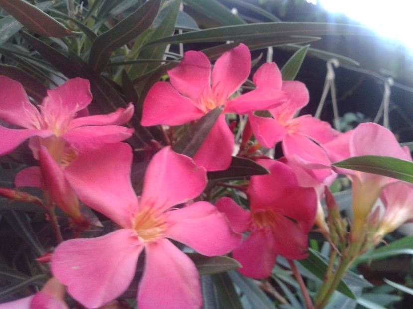 Fotografie0023 - LEANDRI