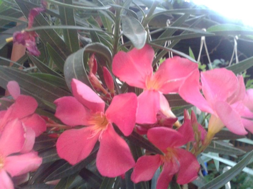 Fotografie0022 - LEANDRI