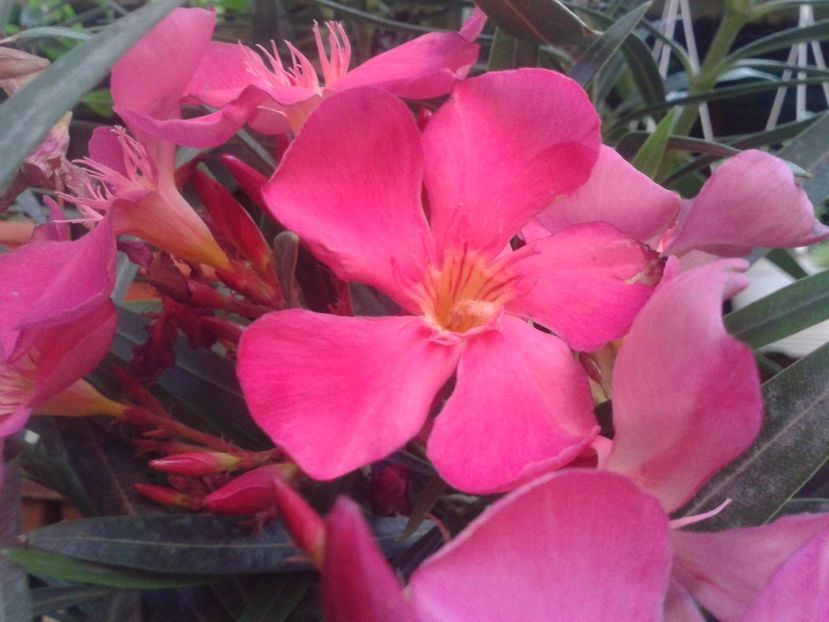 Fotografie0020 - LEANDRI