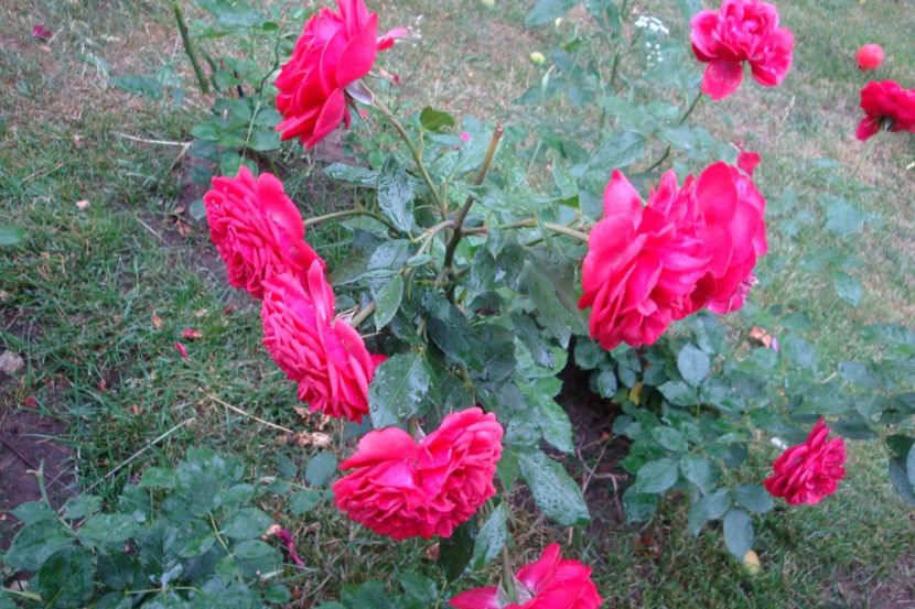  - Out of Rosenheim