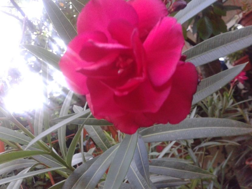 bordo dublu - leandri lastari