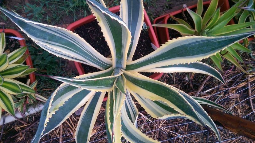 15e41739-7df9-4d48-8f94-f39c44766472 - Agave 2018