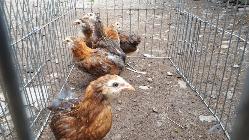 Araucana potranichiu - Pui si tineret 2018