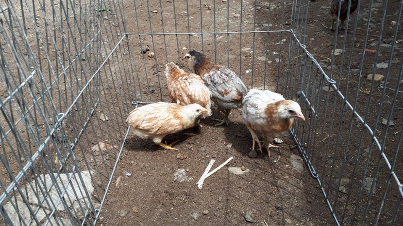 Araucana grau - Pui si tineret 2018