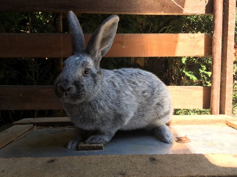 M 1-0 RO 12 1842 - X Iepuri ce i-am avut