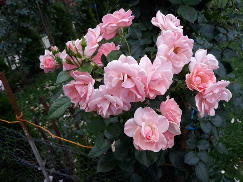  - COMPASSION urcator Harkness 2