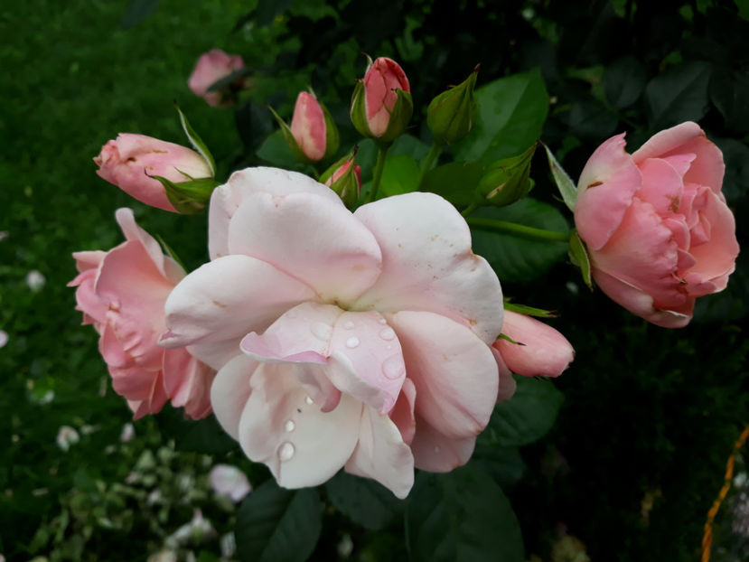  - COMPASSION urcator Harkness 2