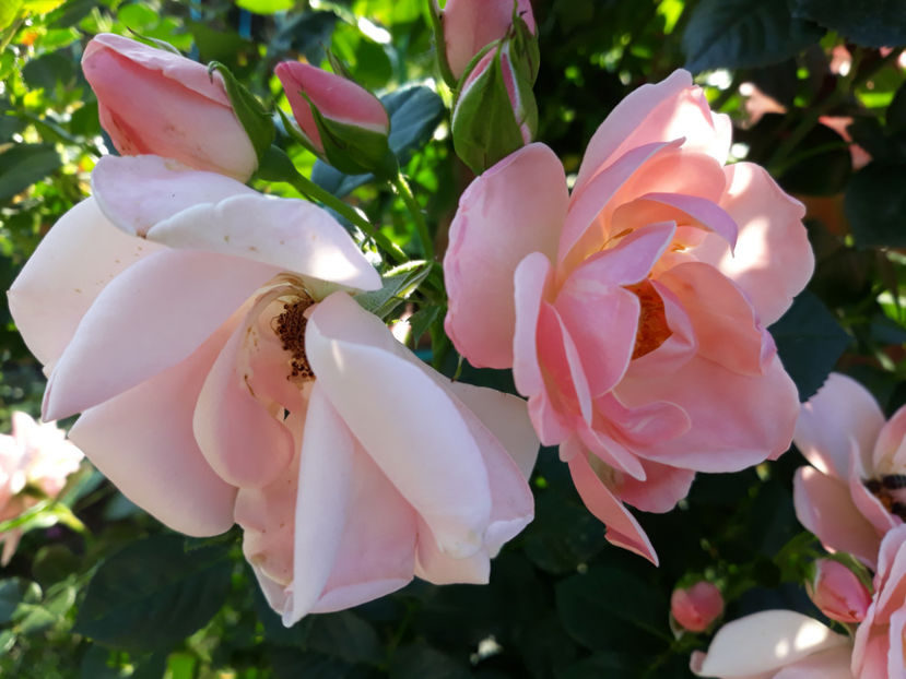  - COMPASSION urcator Harkness 2