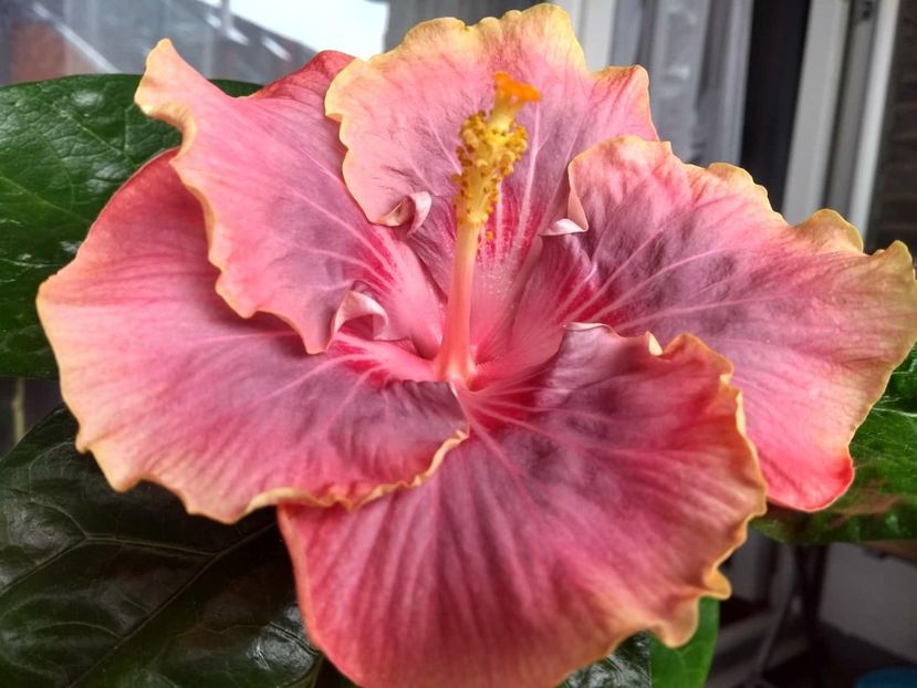 Persian Rug - 0Hibiscus in colectie infloriti