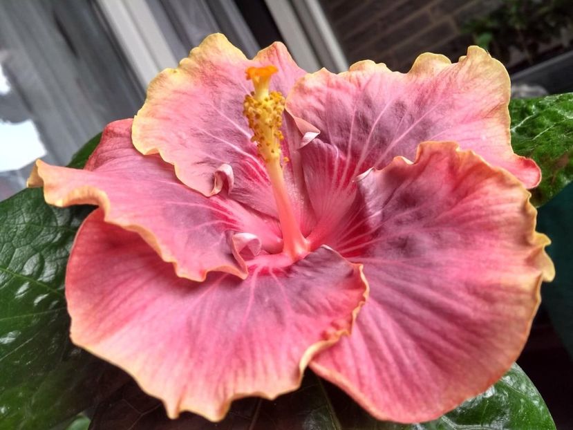 Persian Rug - 0Hibiscus in colectie infloriti