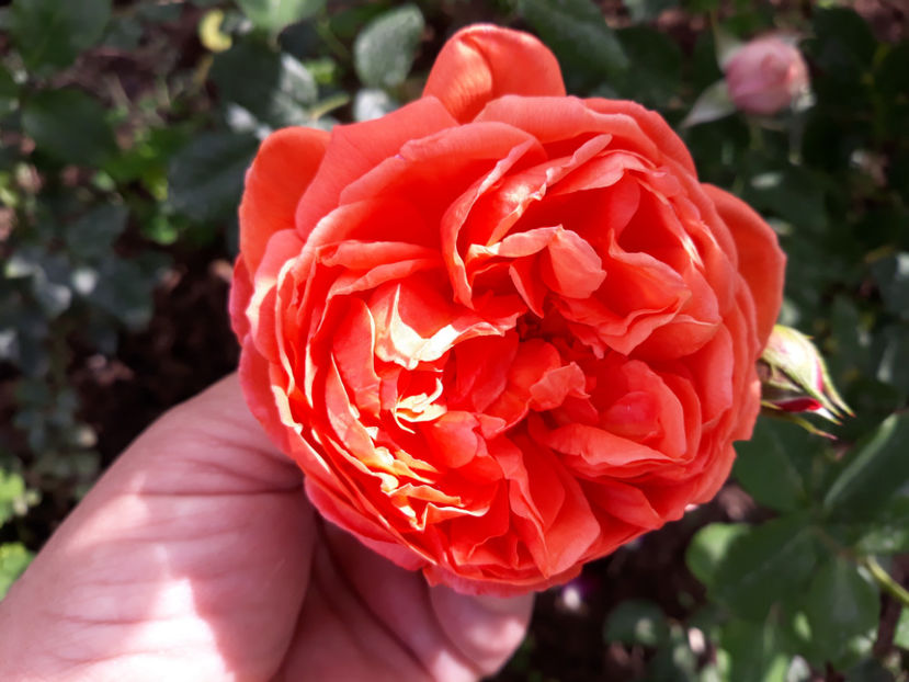  - SUMMER SONG David Austin 3
