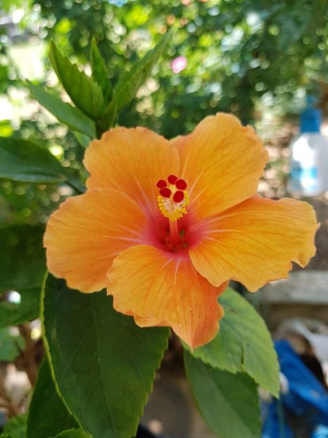  - 1-2 HIBISCUS