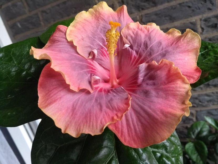 Persian Rug - 0Hibiscus in colectie infloriti