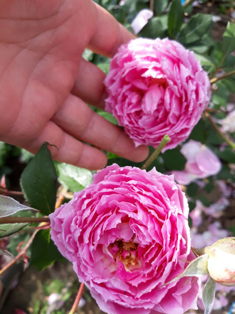  - ALAN TITCHMARSH David Austin 3