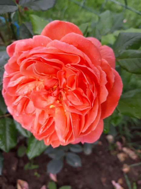  - SUMMER SONG David Austin 3