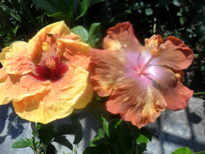  - hibiscusi 2018 2