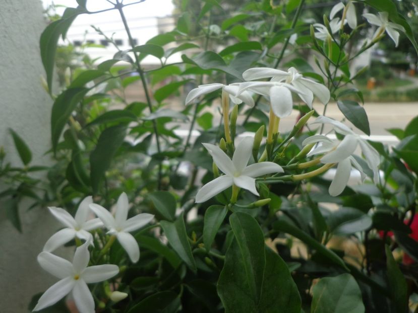 Jasmin azoricum - In glastra