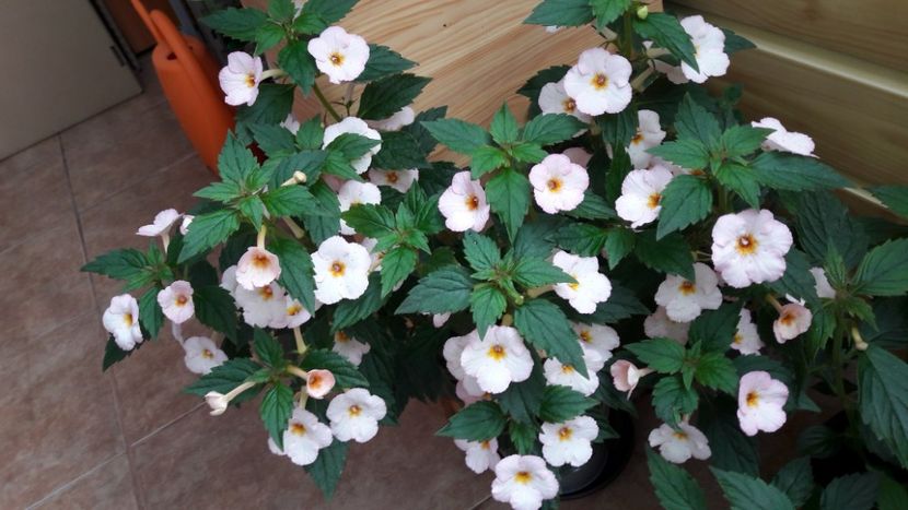 Rozi Roza - 09 Achimenes 2018