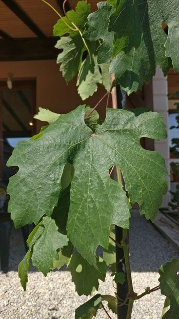 talisman_an4_20180616_162814 - Talisman