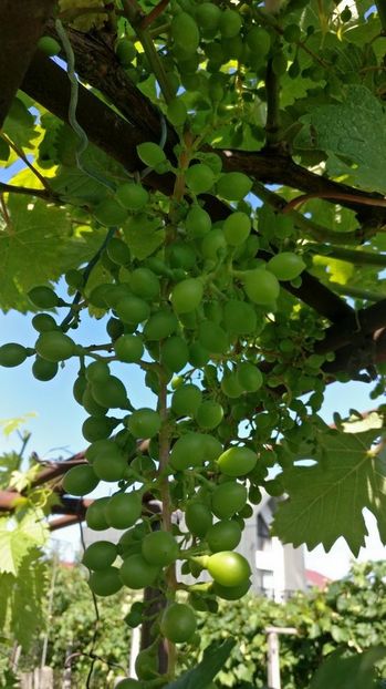 Atilla_an4_20180616_163046 - Attila