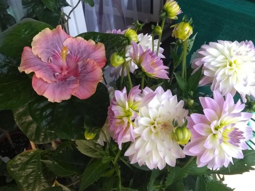 35349602_2003353763071395_6643307589268406272_n - Copy - diverse_floricele