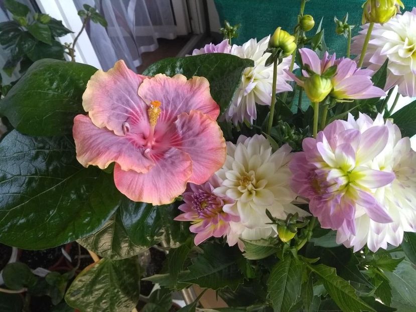 35356026_2003353736404731_2858415685992710144_n - Copy - diverse_floricele