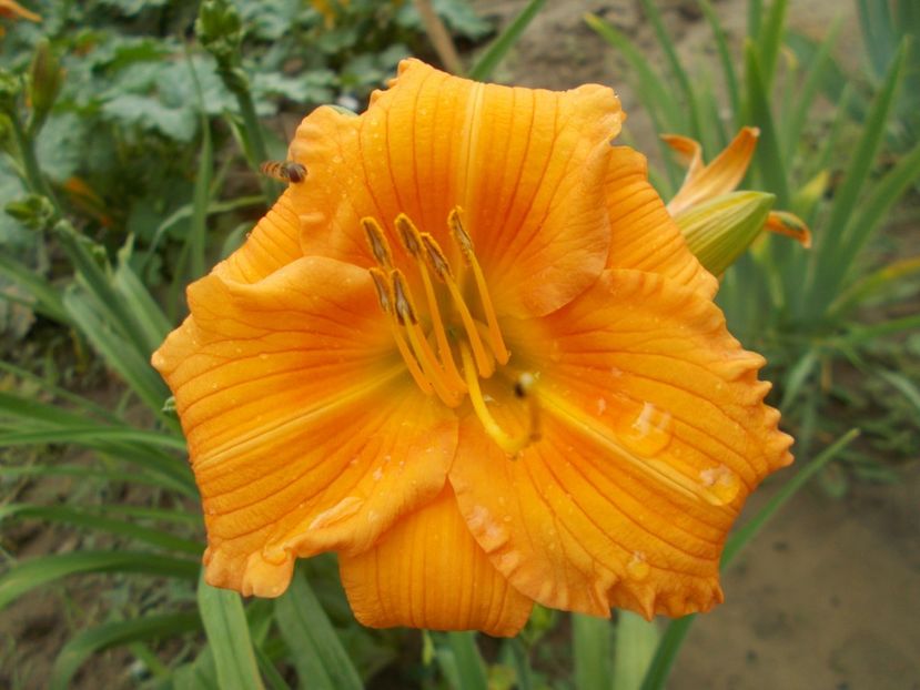  - Hemerocallis 2018