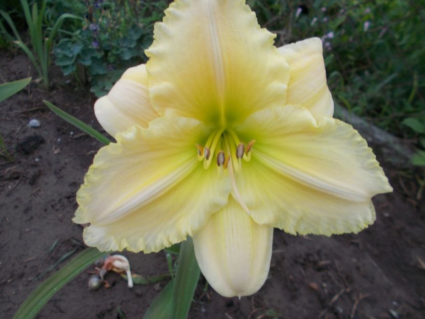  - Hemerocallis 2018