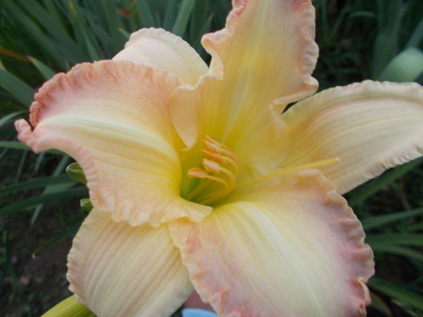  - Hemerocallis 2018