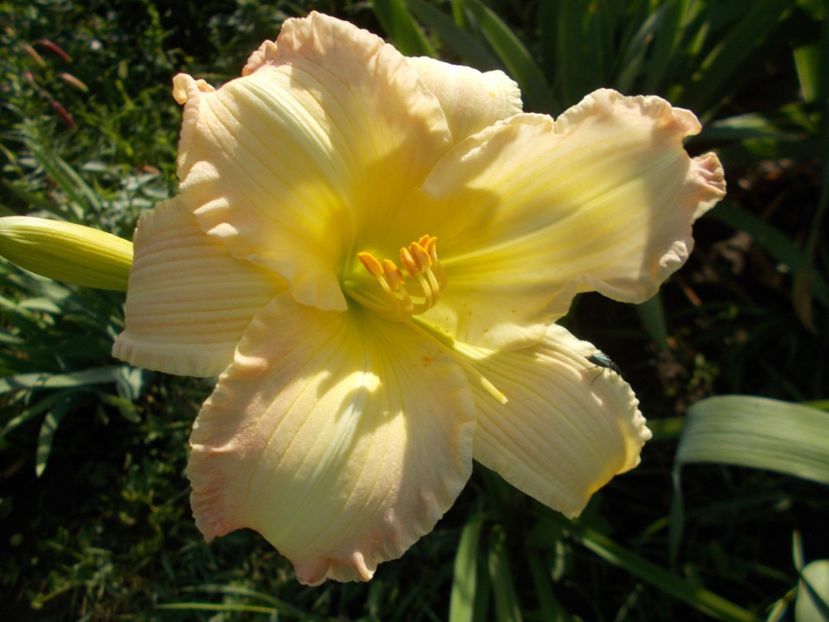  - Hemerocallis 2018