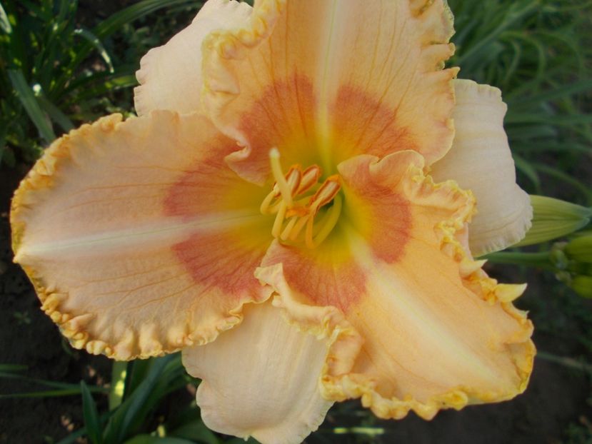  - Hemerocallis 2018