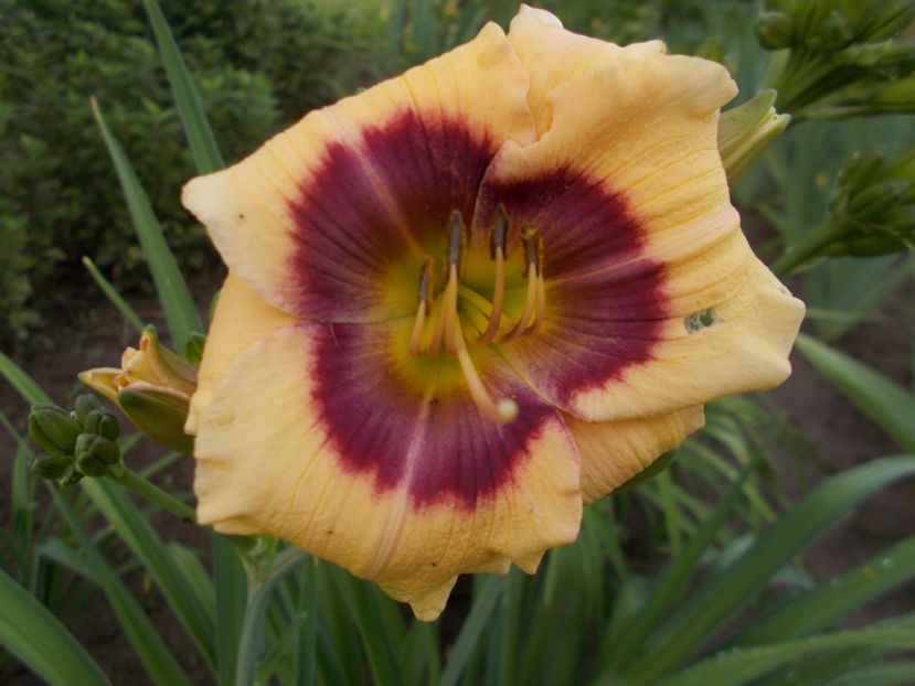JASON MARK - Hemerocallis 2018