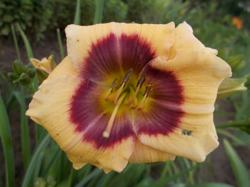  - Hemerocallis 2018