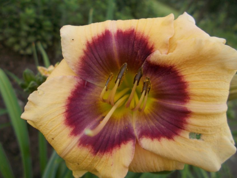  - Hemerocallis 2018