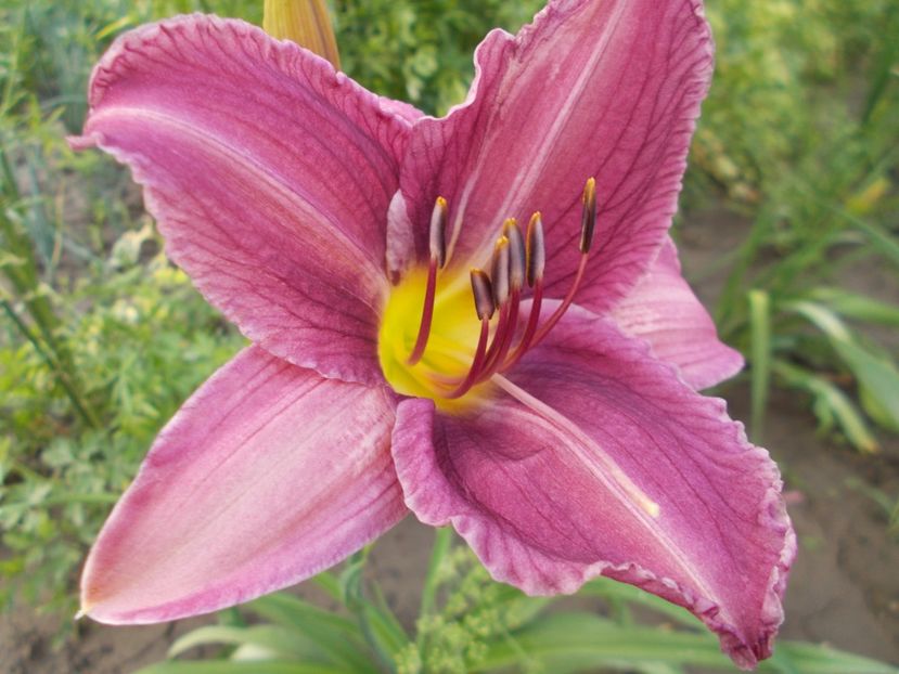  - Hemerocallis 2018