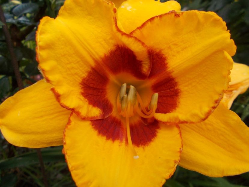 Fooled Me - Hemerocallis 2018