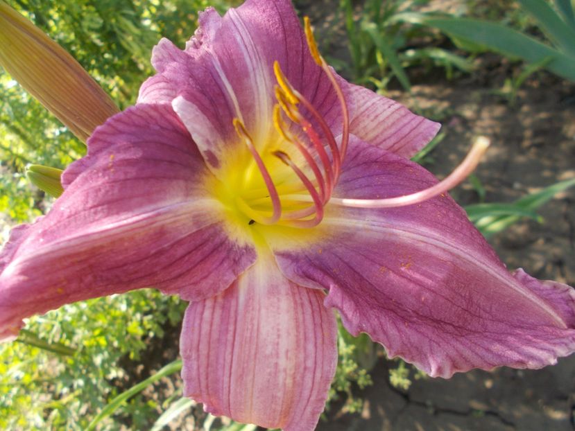  - Hemerocallis 2018