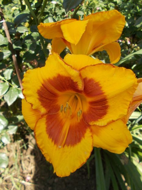 Fooled Me - Hemerocallis 2018