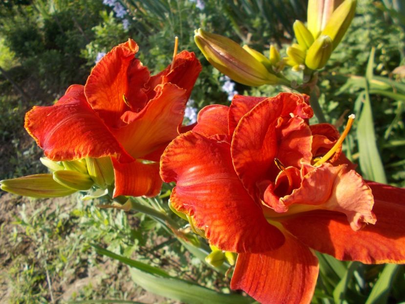 MOSES FIRE - Hemerocallis 2018
