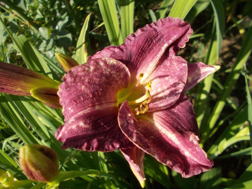 ? - Hemerocallis 2018