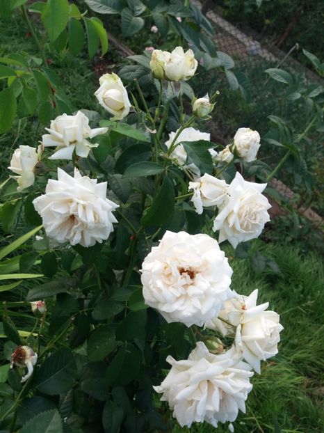 Ilse kron superior - Ciresar 2018_2020