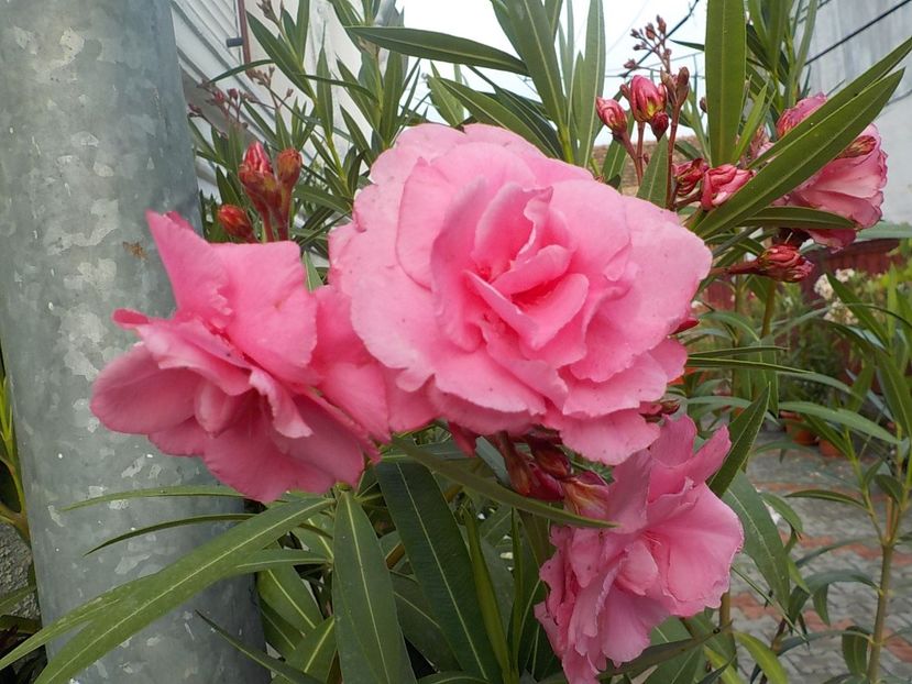  - roseum plenum 21