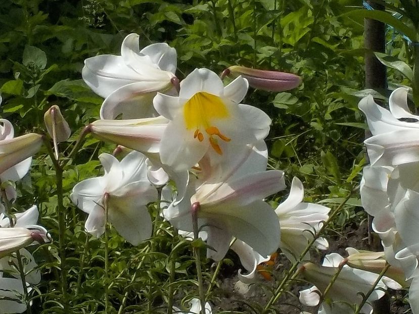  - lilium regale