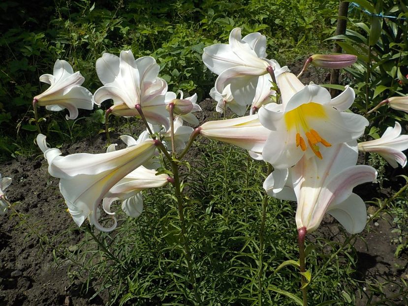  - lilium regale