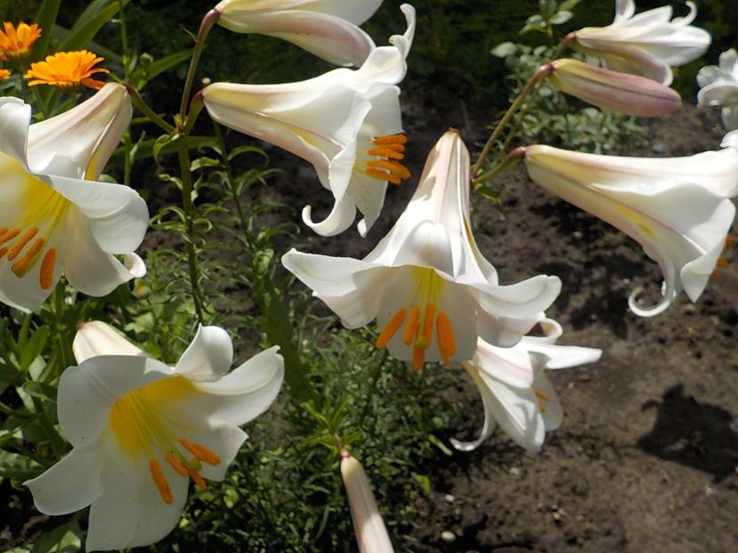  - lilium regale