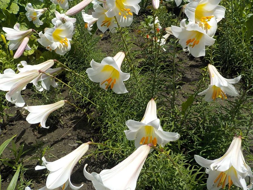  - lilium regale