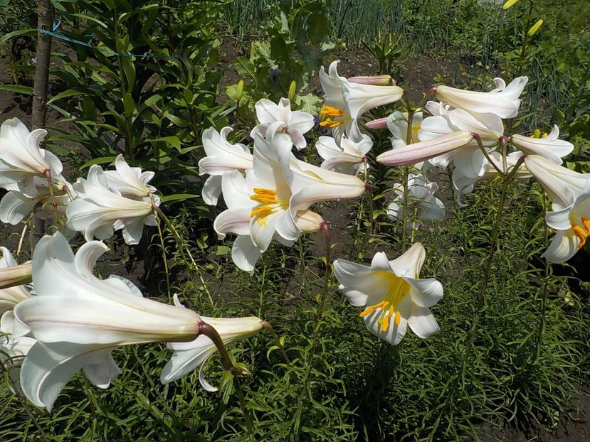  - lilium regale
