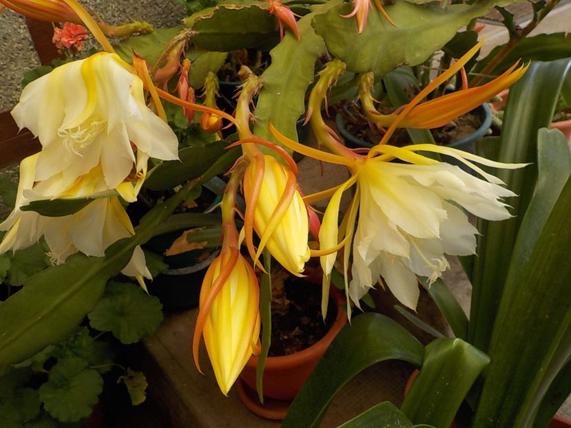  - Genul Epiphyllum