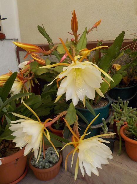  - Genul Epiphyllum