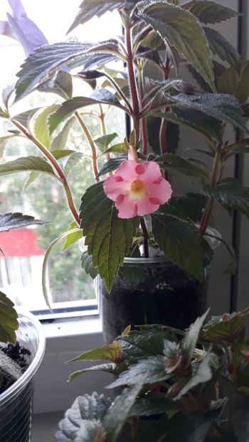 Peach Glow - 0001 ACHIMENES 2018-2022